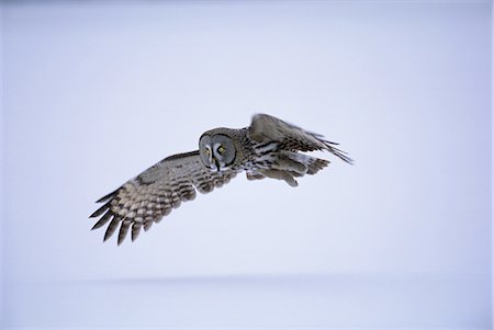 Great grey owl (Strix nebulosa) in flight, Finland, Scandinavia, Europe Photographie de stock - Premium Libres de Droits, Code: 6119-08740453