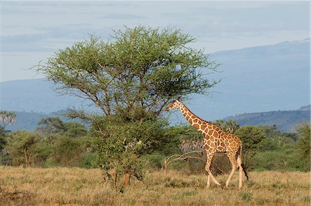 Reticulated giraffe, Meru National Park, Kenya, East Africa, Africa Photographie de stock - Premium Libres de Droits, Code: 6119-08740568