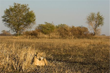 simsearch:841-03673342,k - Lioness, Busanga Plains, Kafue National Park, Zambia, Africa Stockbilder - Premium RF Lizenzfrei, Bildnummer: 6119-08740579