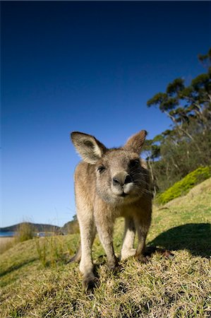 simsearch:6119-08740396,k - Eastern Grey Kangaroo, (Macropus giganteus), Pebbly Beach, Marramarang N.P., New South Wales, Australia Stock Photo - Premium Royalty-Free, Code: 6119-08740651