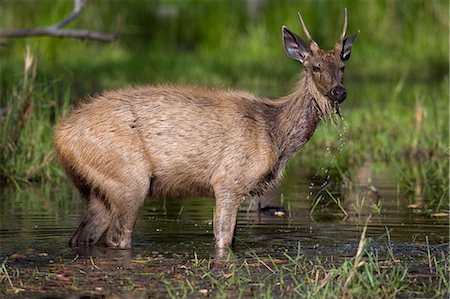 deer and water - Sambar Deer, (Cervus unicolor), Bandhavgarh N.P., Madhya Pradesh, India Stock Photo - Premium Royalty-Free, Code: 6119-08740656