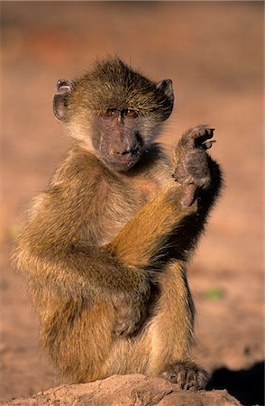 Savanna baboon, (Papio cynocephalus), Chobe National Park, Botswana Foto de stock - Royalty Free Premium, Número: 6119-08740659