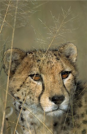 Cheetah, (Acinonyx jubatus), Okonjima Private Game Reserve, Windhoek, Namibia Stock Photo - Premium Royalty-Free, Code: 6119-08740663