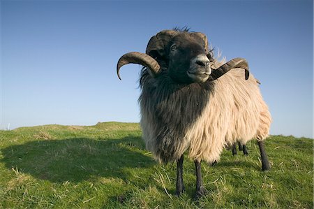 Domestic sheep, Heligoland, Germany, Europe Photographie de stock - Premium Libres de Droits, Code: 6119-08740677