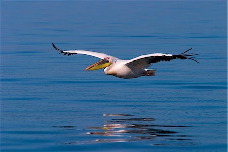 pelícano blanco - White Pelican, (Pelecanus onocrotalus), Walfish Bay, West Coast, Namibia Foto de stock - Sin royalties Premium, Código: 6119-08740675