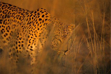 simsearch:841-03061612,k - Leopard, Panthera pardus, Duesternbrook Private Game Reserve, Windhoek, Namibia, Africa Photographie de stock - Premium Libres de Droits, Code: 6119-08740690
