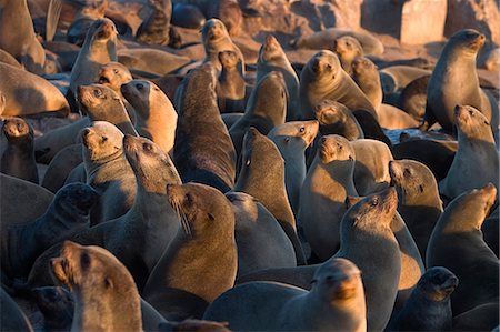 South African fur seals, Arcotocephalus pusillus, Cape Cross, Namibia, Africa Photographie de stock - Premium Libres de Droits, Code: 6119-08740696