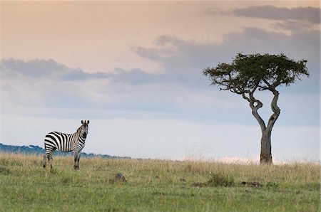 simsearch:649-09016820,k - Common zebra (Equus quagga), Masai Mara National Reserve, Kenya, East Africa, Africa Foto de stock - Royalty Free Premium, Número: 6119-08740601