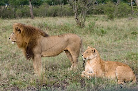 simsearch:649-09111544,k - Lion pair (Panthera leo), Masai Mara National Reserve, Kenya, East Africa, Africa Stock Photo - Premium Royalty-Free, Code: 6119-08740602
