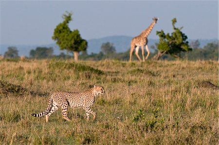 simsearch:614-09026588,k - Cheetah (Acinonyx jubatus) and Masai giraffe (Giraffe camelopardalis), Masai Mara National Reserve, Kenya, East Africa, Africa Fotografie stock - Premium Royalty-Free, Codice: 6119-08740605