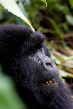 democratic republic of the congo - Mountain gorilla (Gorilla gorilla beringei), Rwanda (Congo border), Africa Fotografie stock - Premium Royalty-Free, Codice: 6119-08740767
