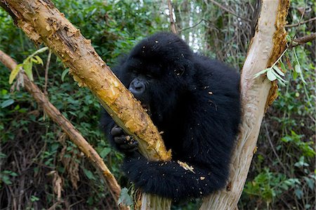 democratic republic of the congo - Mountain gorilla (Gorilla gorilla beringei), Rwanda (Congo border), Africa Fotografie stock - Premium Royalty-Free, Codice: 6119-08740769