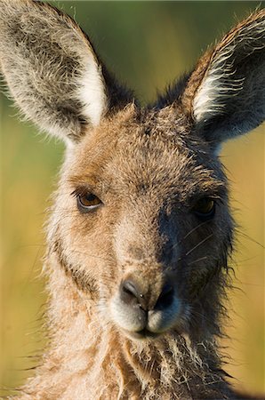 Eastern grey kangaroo, Geehi, Kosciuszko National Park, New South Wales, Australia, Pacific Foto de stock - Royalty Free Premium, Número: 6119-08740785