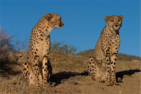 Cheetah, Acinonyx jubatus, Duesternbrook Private Game Reserve, Windhoek, Namibia, Africa Stock Photo - Premium Royalty-Free, Code: 6119-08740702