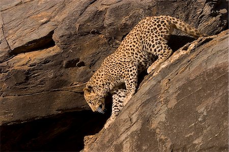 simsearch:841-03061612,k - Leopard, Panthera pardus, Windhoek, Namibia, Africa Photographie de stock - Premium Libres de Droits, Code: 6119-08740707