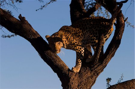 simsearch:841-03061612,k - Leopard, Panthera pardus, Duesternbrook Private Game Reserve, Windhoek, Namibia, Africa Photographie de stock - Premium Libres de Droits, Code: 6119-08740705