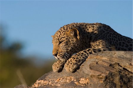 Leopard, Panthera pardus, Windhoek, Namibia, Africa Stock Photo - Premium Royalty-Free, Code: 6119-08740706