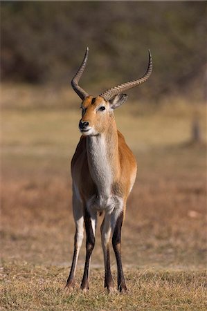 Red lechwe, Kobus leche leche, Moremi Wildlife Reserve, Botswana, Africa Photographie de stock - Premium Libres de Droits, Code: 6119-08740709