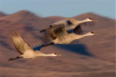 Sandhill Cranes, Grus canadensis, Socorro, Bosque del Apache, New Mexico, United States of America, North America Stock Photo - Premium Royalty-Free, Code: 6119-08740716