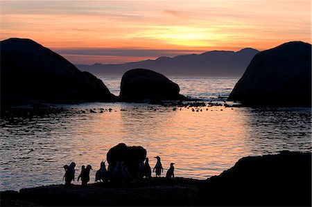 silhouettes of african birds - Jackass penguins (African penguins) (Speniscus demersus), Boulder's Beach, Cape Town, South Africa, Africa Stock Photo - Premium Royalty-Free, Code: 6119-08740722