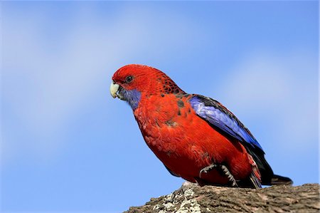 simsearch:6119-08740396,k - Crimson rosella (Platycercus elegans), Wilson's Promontory National Park, Victoria, Australia, Pacific Stock Photo - Premium Royalty-Free, Code: 6119-08740724