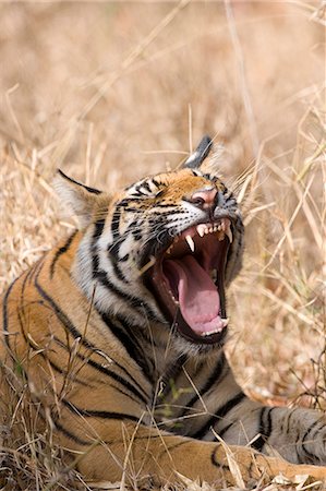 Bengal tiger, (Panthera tigris tigris), Bandhavgarh, Madhya Pradesh, India Photographie de stock - Premium Libres de Droits, Code: 6119-08740728