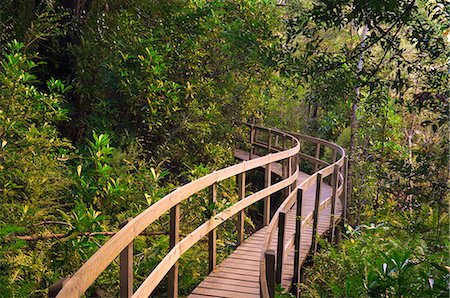 Boardwalk, Tahune Forest Reserve, Tasmania, Australia, Pacific Photographie de stock - Premium Libres de Droits, Code: 6119-08740854