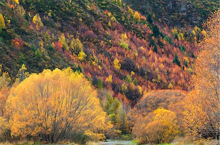 Trees, Arrowtown, Central Otago, South Island, New Zealand, Pacific Stock Photo - Premium Royalty-Free, Code: 6119-08740869