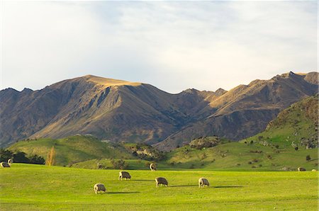 Sheep, Wanaka, Central Otago, South Island, New Zealand, Pacific Foto de stock - Sin royalties Premium, Código: 6119-08740880