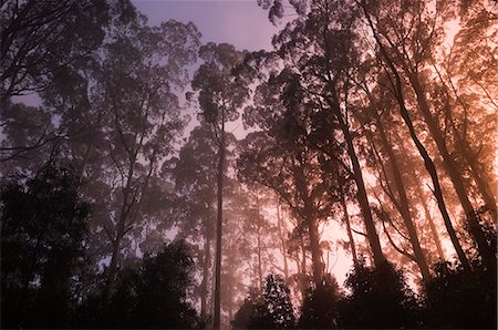 Mountain ash forest and morning fog, Mt. Macedon, Victoria, Australia, Pacific Foto de stock - Sin royalties Premium, Código: 6119-08740888