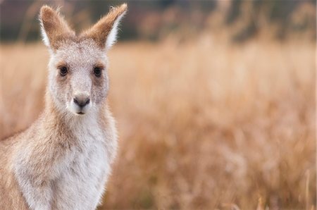 Eastern grey kangaroo, Kosciuszko National Park, New South Wales, Australia, Pacific Foto de stock - Royalty Free Premium, Número: 6119-08740891