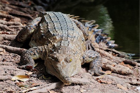 Saltwater crocodile, Northern Territory, Australia, Pacific Stock Photo - Premium Royalty-Free, Code: 6119-08740817