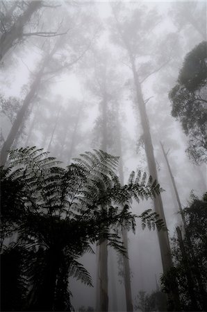 Mountain ash trees, the tallest flowering plants in the world, and tree ferns in fog, Dandenong Ranges, Victoria, Australia, Pacific Stockbilder - Premium RF Lizenzfrei, Bildnummer: 6119-08740818