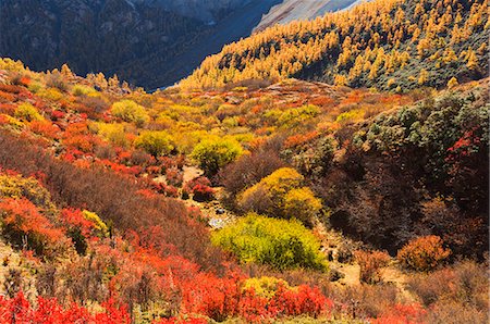 Autumn colours, Yading Nature Reserve, Sichuan Province, China, Asia Photographie de stock - Premium Libres de Droits, Code: 6119-08740946