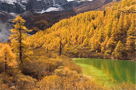 Pearl lake and larches, Yading Nature Reserve, Sichuan Province, China, Asia Stock Photo - Premium Royalty-Free, Code: 6119-08740948