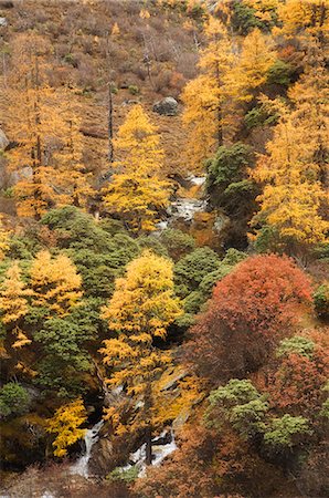 Autumn colors, Yading Nature Reserve, Sichuan Province, China, Asia Photographie de stock - Premium Libres de Droits, Code: 6119-08740954