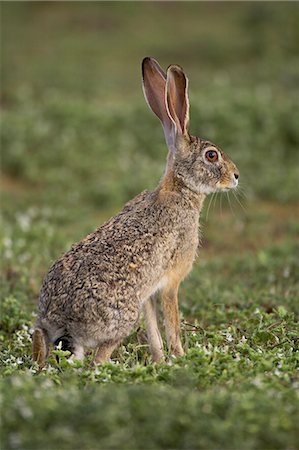 simsearch:6119-08741504,k - African hare or Cape hare or brown hare (Lepus capensis), Serengeti National Park, Tanzania, East Africa, Africa Foto de stock - Sin royalties Premium, Código: 6119-08741043