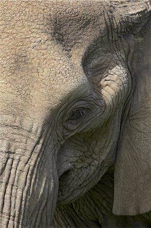 simsearch:6119-08741102,k - Close-up of face of an African elephant (Loxodonta africana), Serengeti National Park, Tanzania, East Africa, Africa Foto de stock - Sin royalties Premium, Código: 6119-08741040