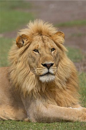 simsearch:6119-08741504,k - Lion (Panthera leo), Serengeti National Park, Tanzania, East Africa, Africa Foto de stock - Sin royalties Premium, Código: 6119-08741041