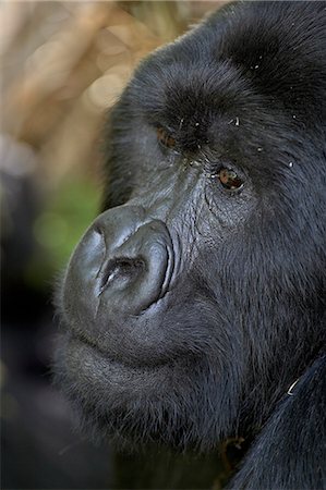Silverback mountain gorilla (Gorilla gorilla beringei), Group 13, Volcanoes National Park, Rwanda, Africa Foto de stock - Sin royalties Premium, Código: 6119-08741045