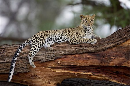 samburu national reserve - Leopard (Panthera pardus), Samburu National Reserve, Kenya, East Africa, Africa Photographie de stock - Premium Libres de Droits, Code: 6119-08741046