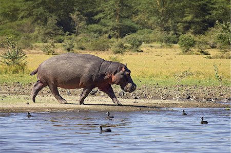 simsearch:6119-08741115,k - Hippopotamus (Hippopotamus amphibius) out of the water, Lake Naivasha, Kenya, East Africa, Africa Stock Photo - Premium Royalty-Free, Code: 6119-08741052