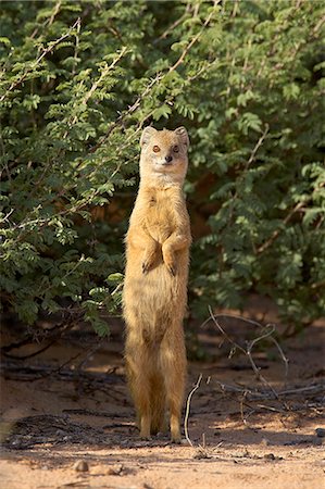 standing on hind legs - Yellow mongoose (Cynictis penicillata), Kgalagadi Transfrontier Park,encompasing the former Kalahari Gemsbok National Park, South Africa, Africa Photographie de stock - Premium Libres de Droits, Code: 6119-08741065