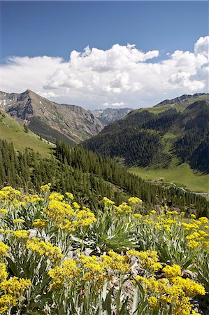 simsearch:6119-08741455,k - Wildflowers and mountains near Cinnamon Pass, Uncompahgre National Forest, Colorado, United States of America, North America Foto de stock - Royalty Free Premium, Número: 6119-08741072