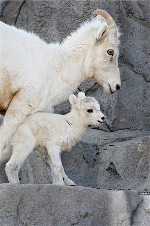 Dall sheep (Ovis dalli) mother and two-day-old lamb in captivity, Denver Zoo, Denver, Colorado, United States of America, North America Stock Photo - Premium Royalty-Free, Code: 6119-08741006