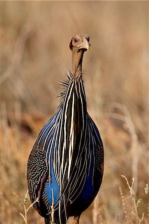 Vulturine guineafowl (Acryllium vulturinum), Samburu National Reserve, Kenya, East Africa, Africa Stock Photo - Premium Royalty-Free, Code: 6119-08741015