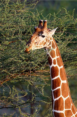 Reticulated giraffe (Giraffa camelopardalis reticulata) feeding, Samburu National Reserve, Kenya, East Africa, Africa Photographie de stock - Premium Libres de Droits, Code: 6119-08741020