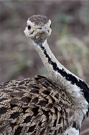 Black-bellied bustard (Black-bellied korhaan) (Eupodotis melanogaster), Masai Mara National Reserve, Kenya, East Africa, Africa Stock Photo - Premium Royalty-Free, Code: 6119-08741022