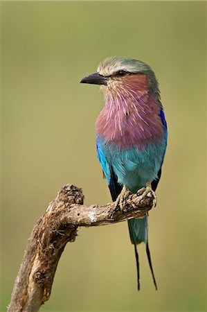 simsearch:6119-08741523,k - Lilac-breasted roller (Coracias caudata), Serengeti National Park, Tanzania, East Africa, Africa Stock Photo - Premium Royalty-Free, Code: 6119-08741037