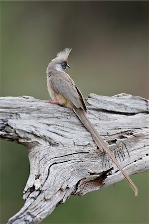 simsearch:6119-08741123,k - Speckled mousebird (Colius striatus), Masai Mara National Reserve, Kenya, East Africa, Africa Stock Photo - Premium Royalty-Free, Code: 6119-08741148